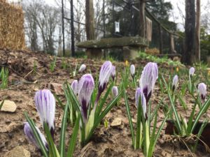 Crocuses bloom at the House of the Singing Winds