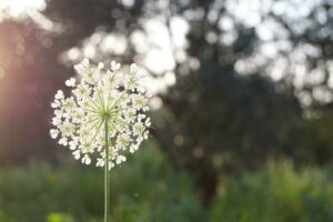 closeup of a white wildflower